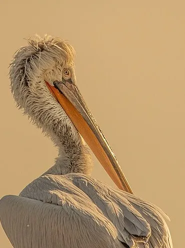 A Dalmatian pelican in profile, showing its long bill and shaggy crest