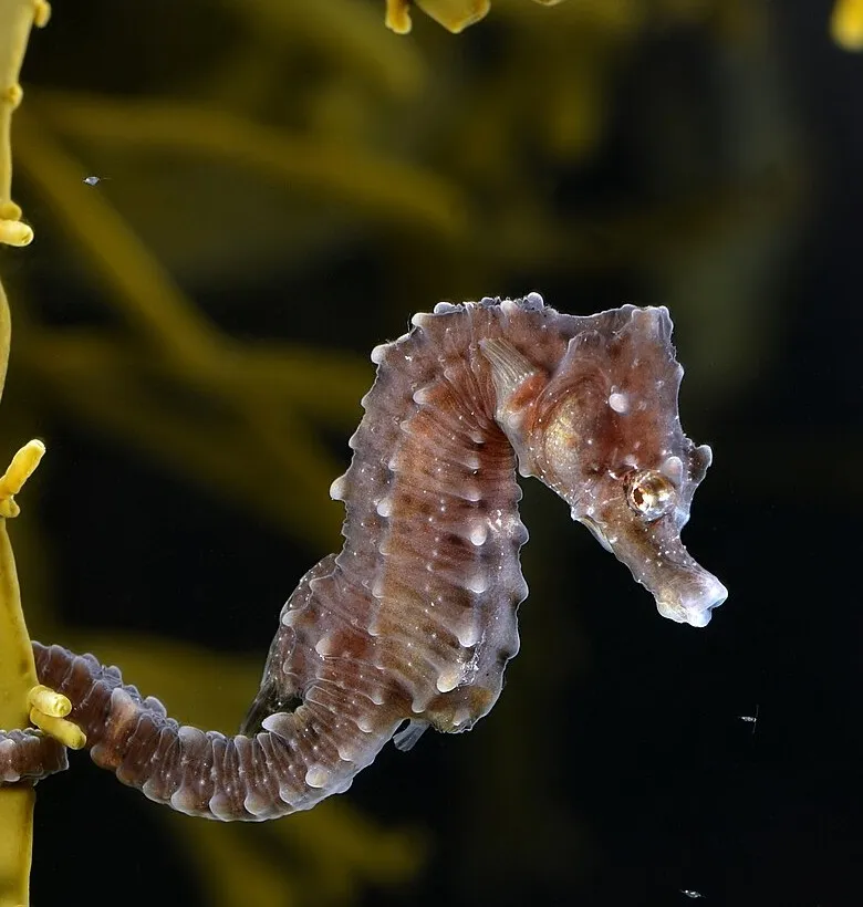 A short-snouted seahorse holding onto a strand of seaweed